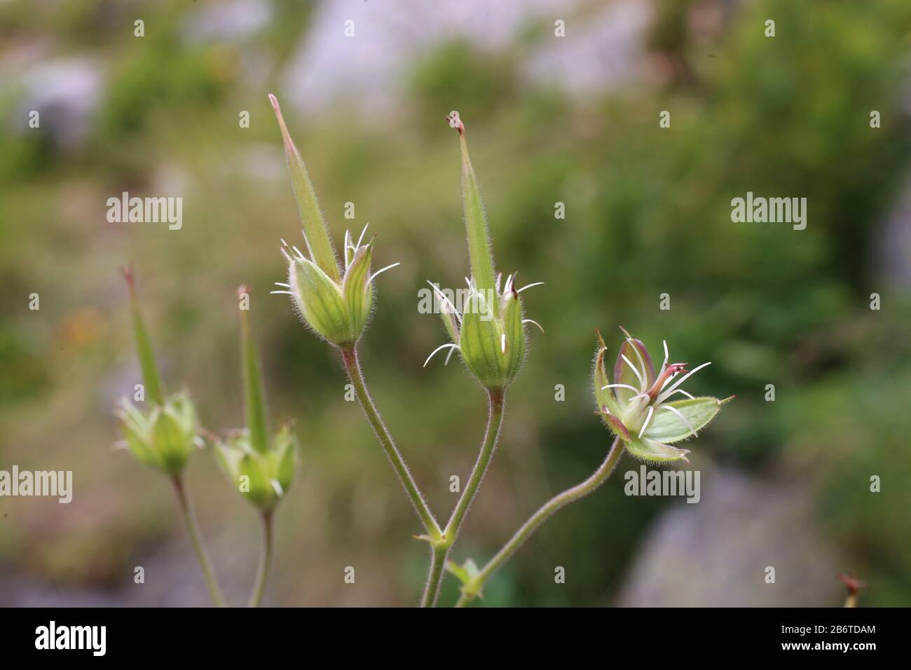 Géraniums sylvaticum - plante sauvage prise en été. Banque D'Images