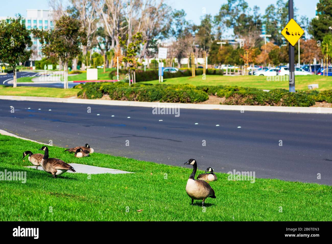 L'oie canadienne adulte repose sur l'herbe verte à côté de la route urbaine. Goose et Gossings flous croisant signe en arrière-plan. La faune urbaine serpente Banque D'Images