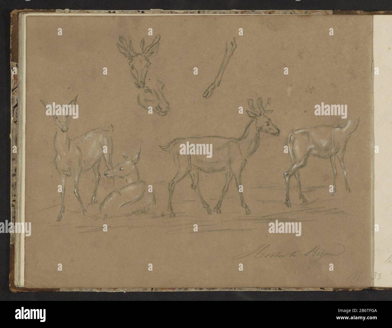Herten op het landgoed Biljoen Journal 15 verso d'un croquis avec 41 bladen. Fabricant : illustrateur John TavenraatPlaats fabrication: Gueldre Date: 1833 Caractéristiques physiques: Crayon et craie blanche sur papier brun matériel: Craie de papier Crayon Sujet crayon: Les animaux à accrochage: Cerf où: Gueldre Banque D'Images