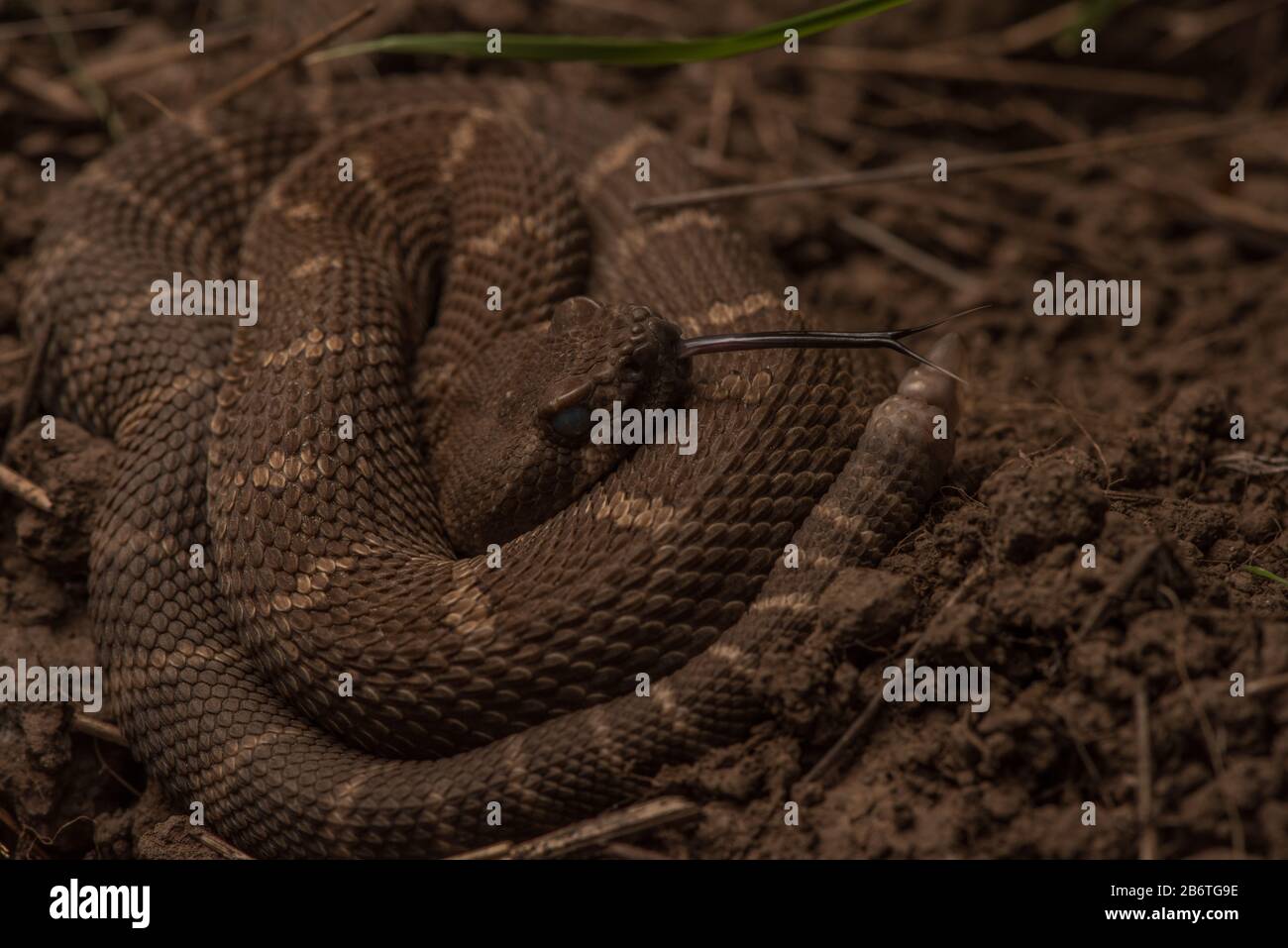 Bebe Serpent Banque D Image Et Photos Alamy