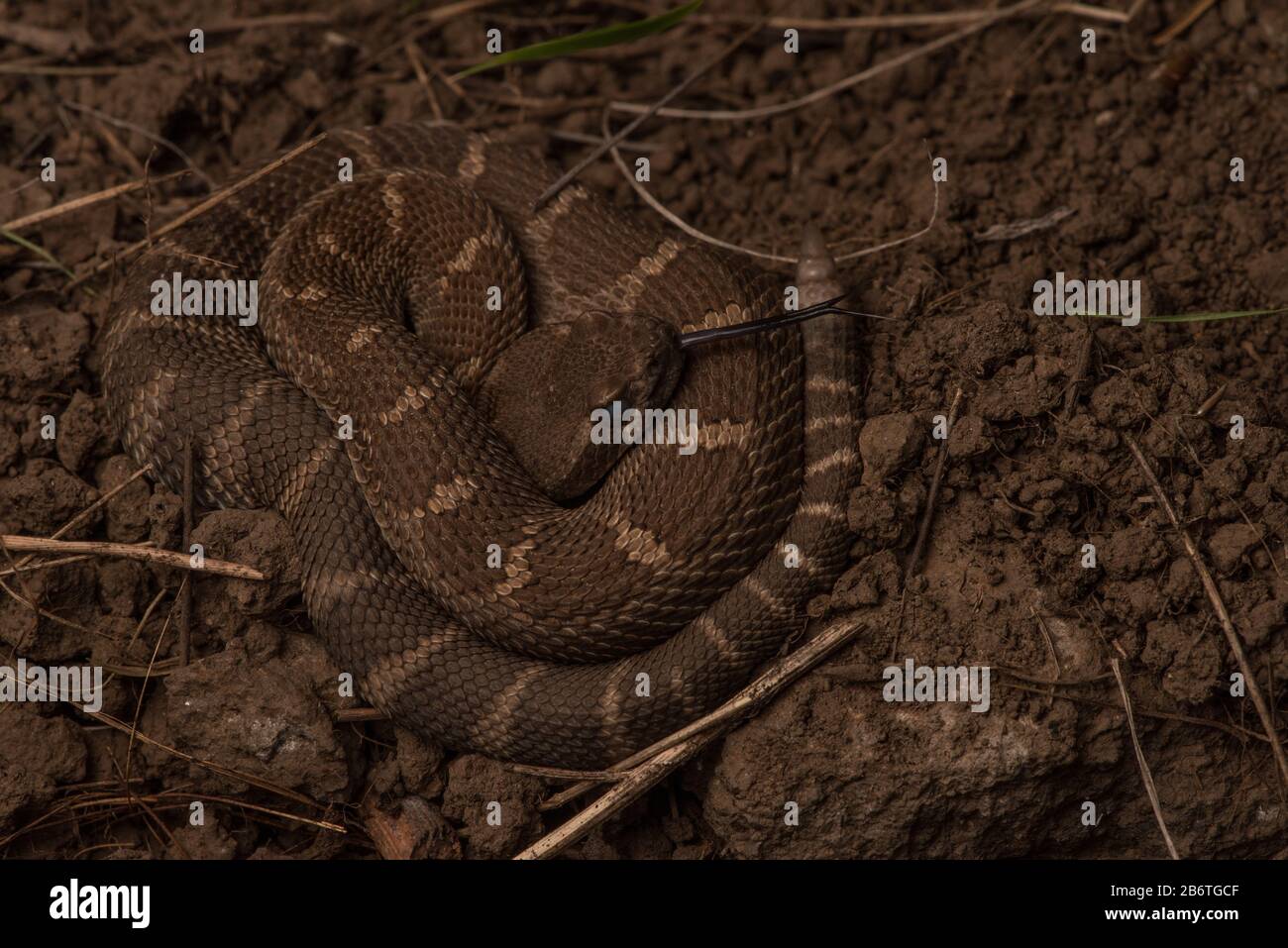 Bebe Serpent Banque D Image Et Photos Alamy