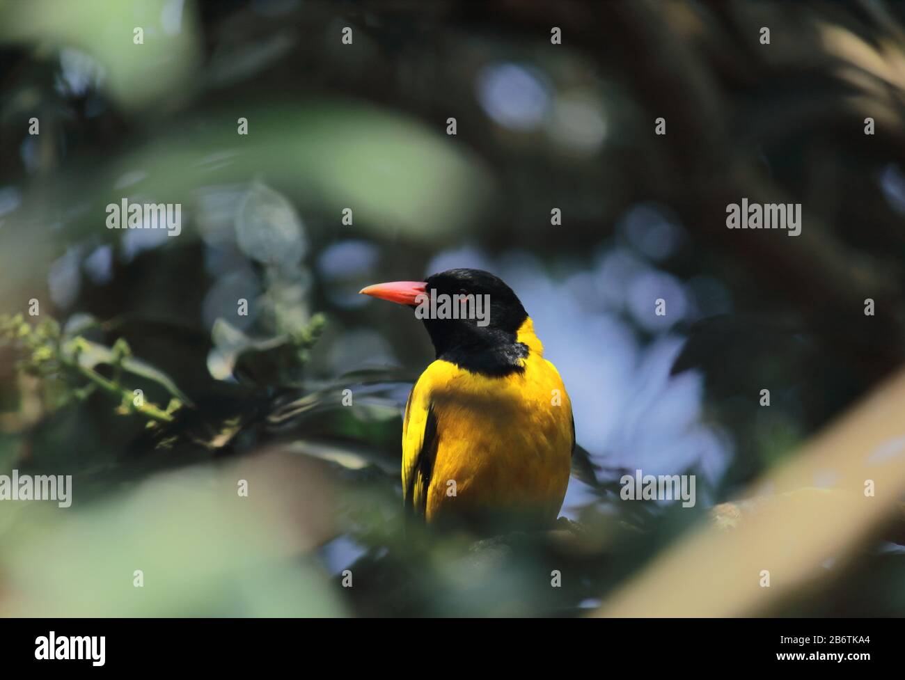 un oriole mâle à capuchon noir (oriolus xanthornus) en été, campagne du bengale occidental en inde Banque D'Images