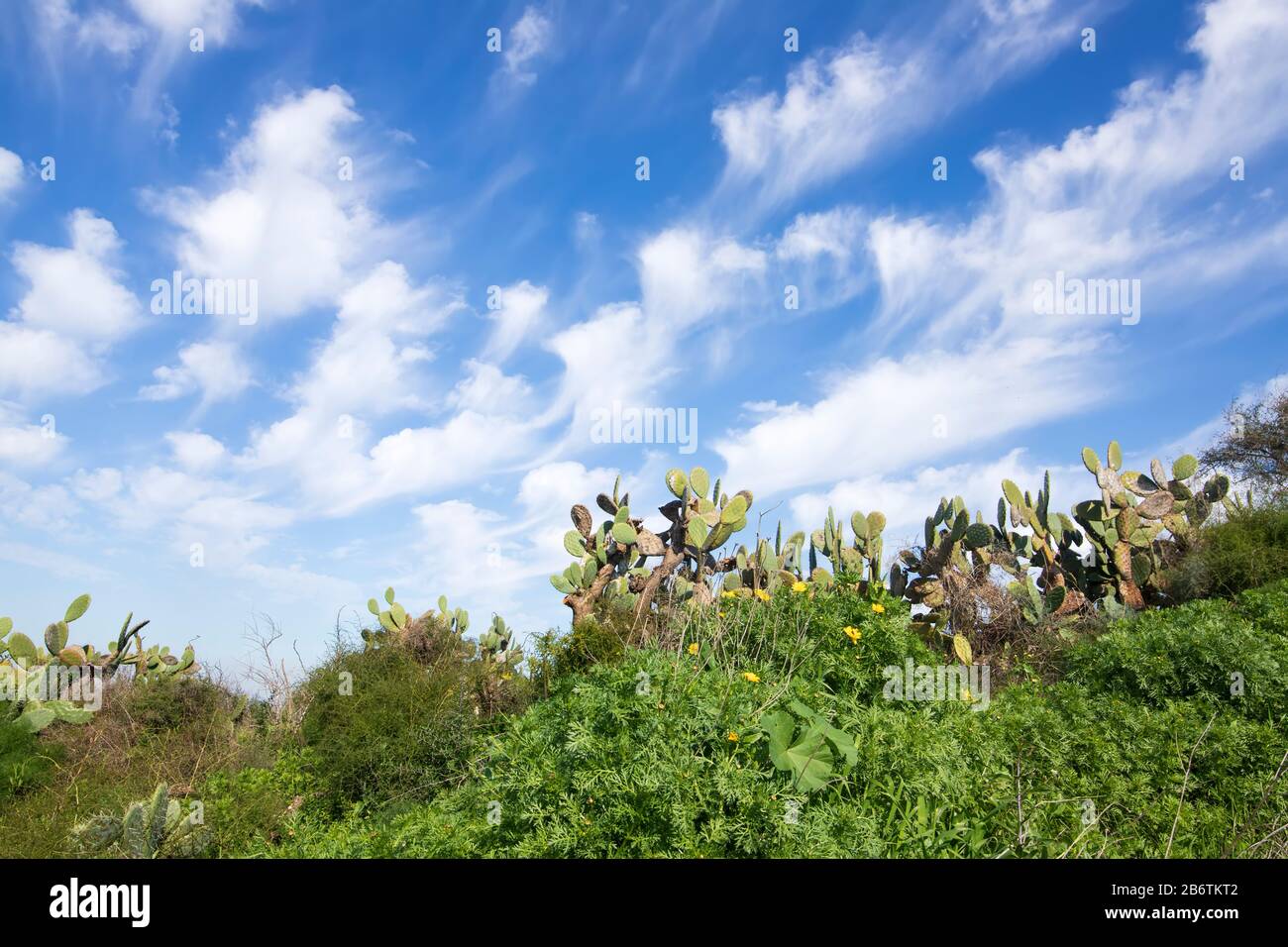 Plantes à fleurs et cactus Sabra sur un fond de ciel bleu avec des nuages. Israël Banque D'Images