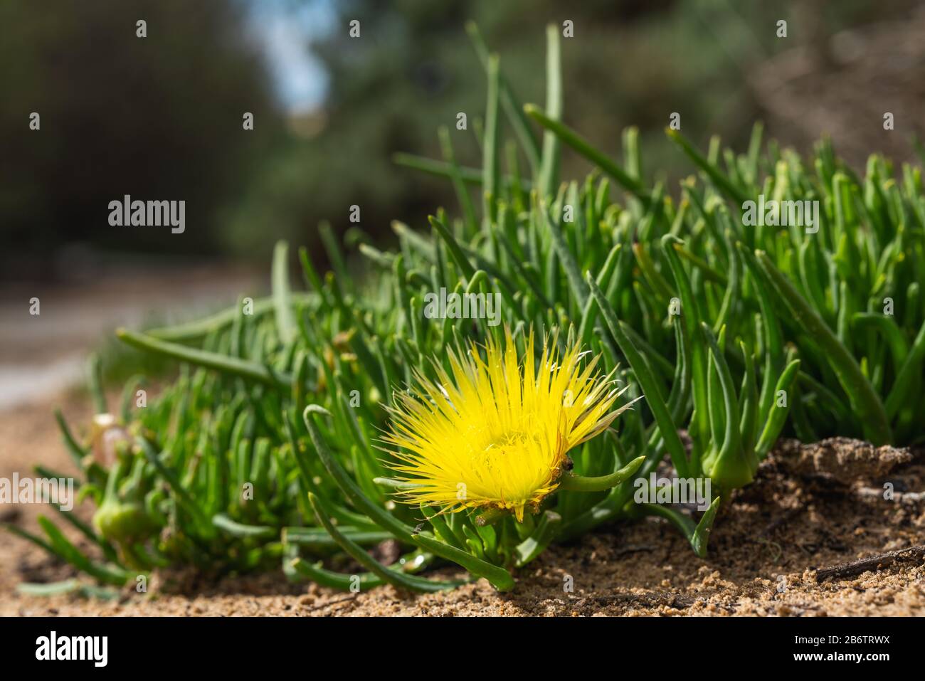 Fleurs succulentes et dunes de sable. Usine de glace Hardy en fleur, printemps de Californie Banque D'Images