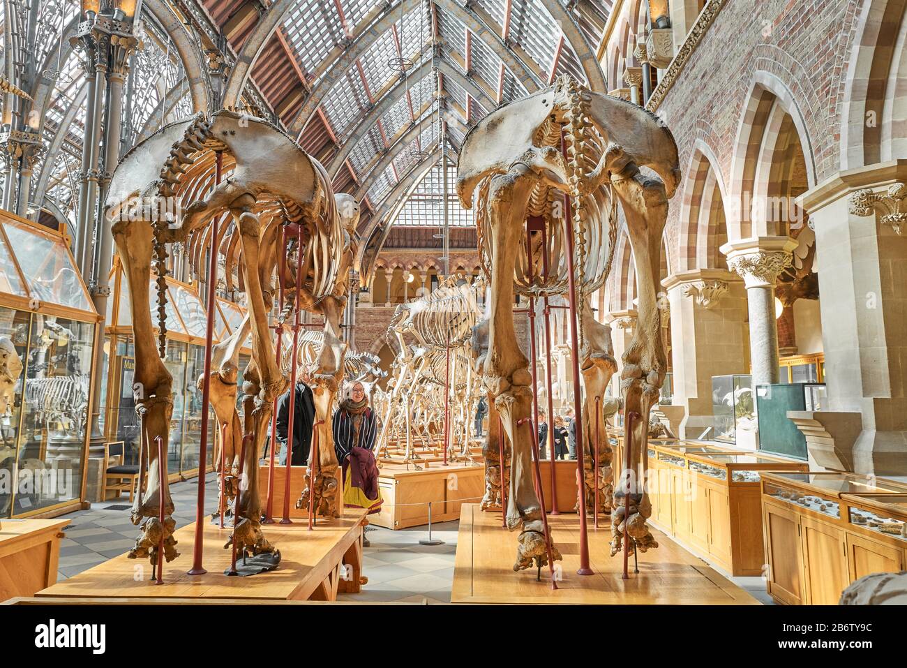 Expositions de squelettes d'éléphants d'Asie au rez-de-chaussée au musée d'histoire naturelle de l'université d'Oxford, en Angleterre. Banque D'Images