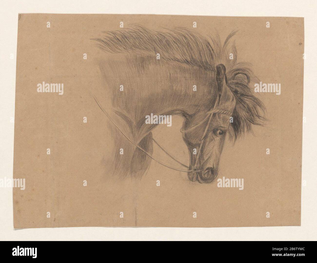Hoofd van een paard, naar rechts Chef d'un cheval, au bon type d'objet: Dessin Numéro d'objet: RP-T 1988-72 Fabricant : artiste: John Tavenraat Dating: 1819 - 1881 Caractéristiques physiques: Craie crayon et noir sur papier brun: Craie crayon papier Dimensions: H 197 mm × W 267 mm Objet : cheval Banque D'Images
