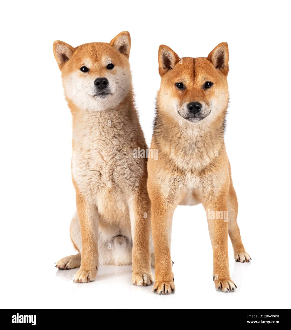 shiba inus devant un fond blanc Banque D'Images