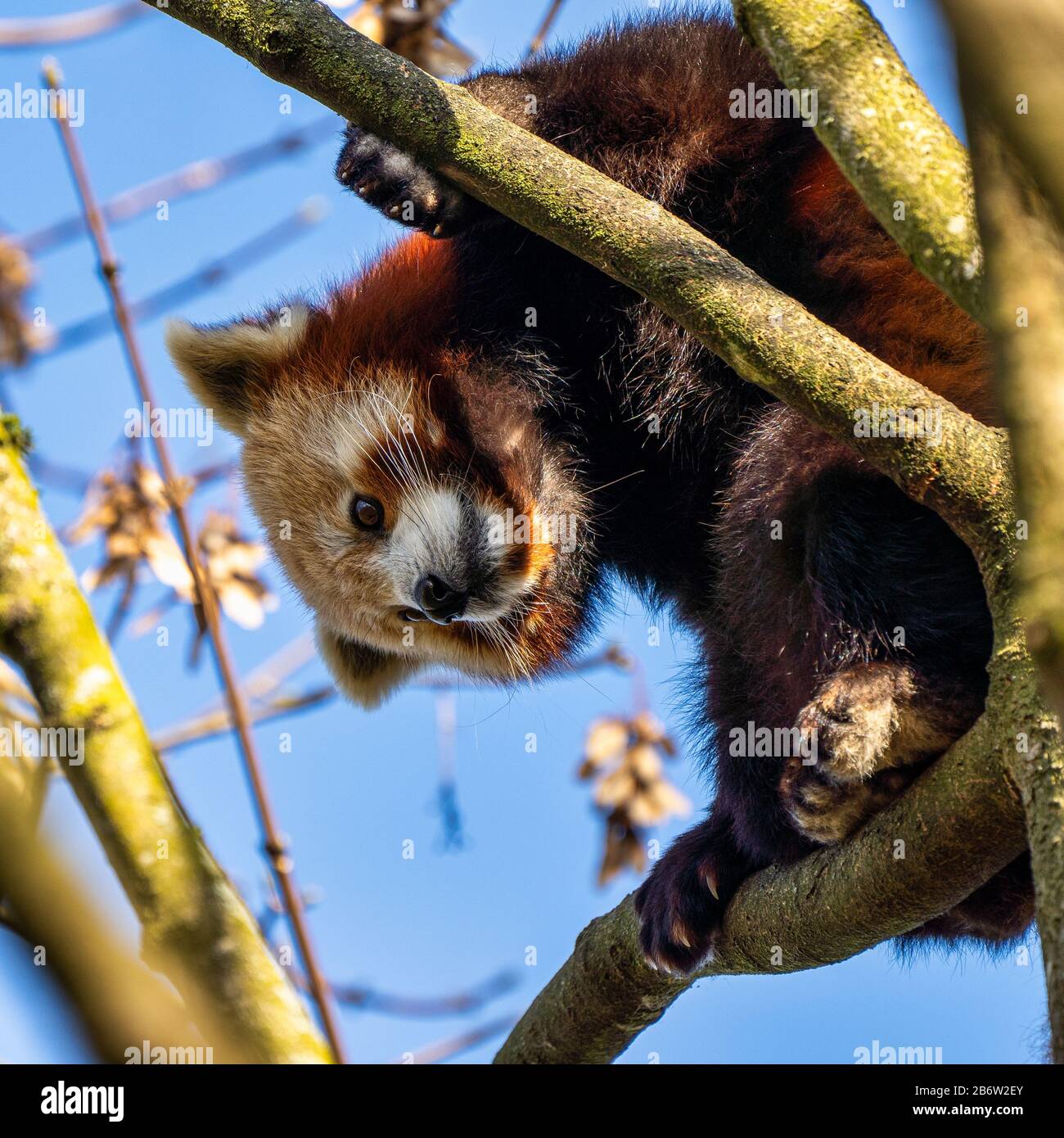 Le petit panda, Ailurus fulgens, également appelé le panda moindre et le chat rouge-ours. Banque D'Images