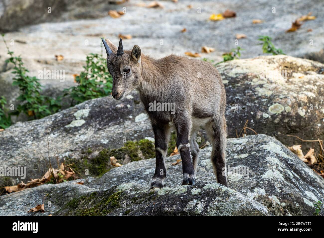 Bouquetins mâles - Capra ibex dans le zoo Banque D'Images
