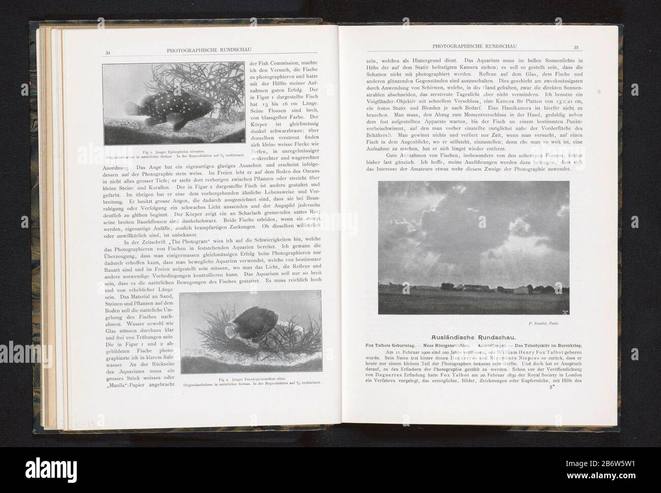 Hyporthodus niveatus Junger Epinephelus niveatus (titre objet op) Hyporthodus niveausJunger Epinephelus niveatus (titre objet) Type de propriété: Photo-mécanique imprimer page Numéro d'article: RP-F 2001-7-968-3-32 Inscriptions / marques: Inscription, recto, imprimé: 'Vermitter in the Reverählichen: 'Proverkitäushäushäushälkitälte' (Co. Berlin Date: Vers 1895 - ou pour 1900 matériel: Technique du papier: Autotypique Dimensions: Imprimer: H 55 mm × W 95 mmToelichtingPrent page 34. Objet: Poissons Banque D'Images