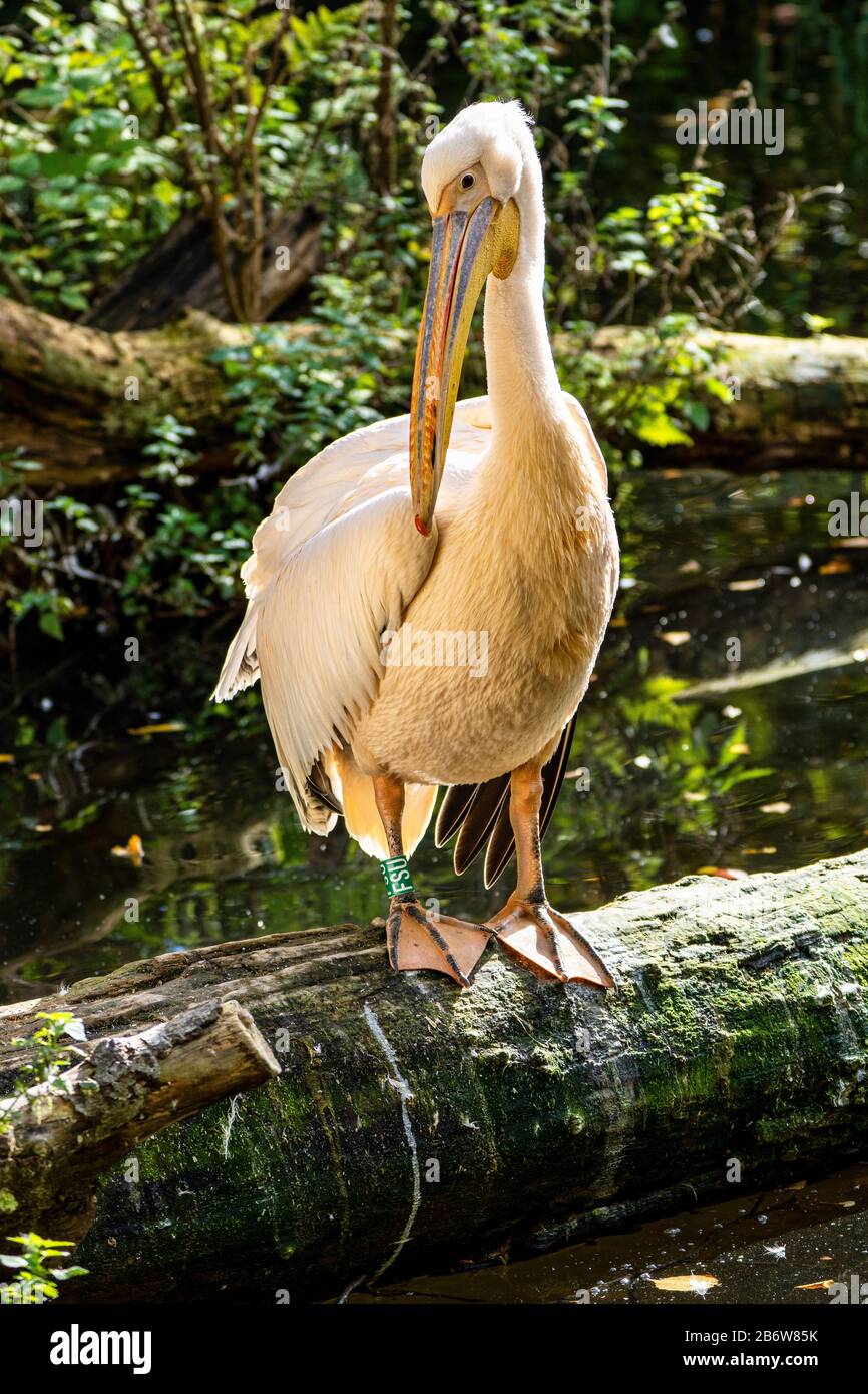 Le Grand Pélican blanc Pelecanus onocrotalus, également connu sous le nom de la rose est un oiseau pelican pelican dans la famille. Banque D'Images