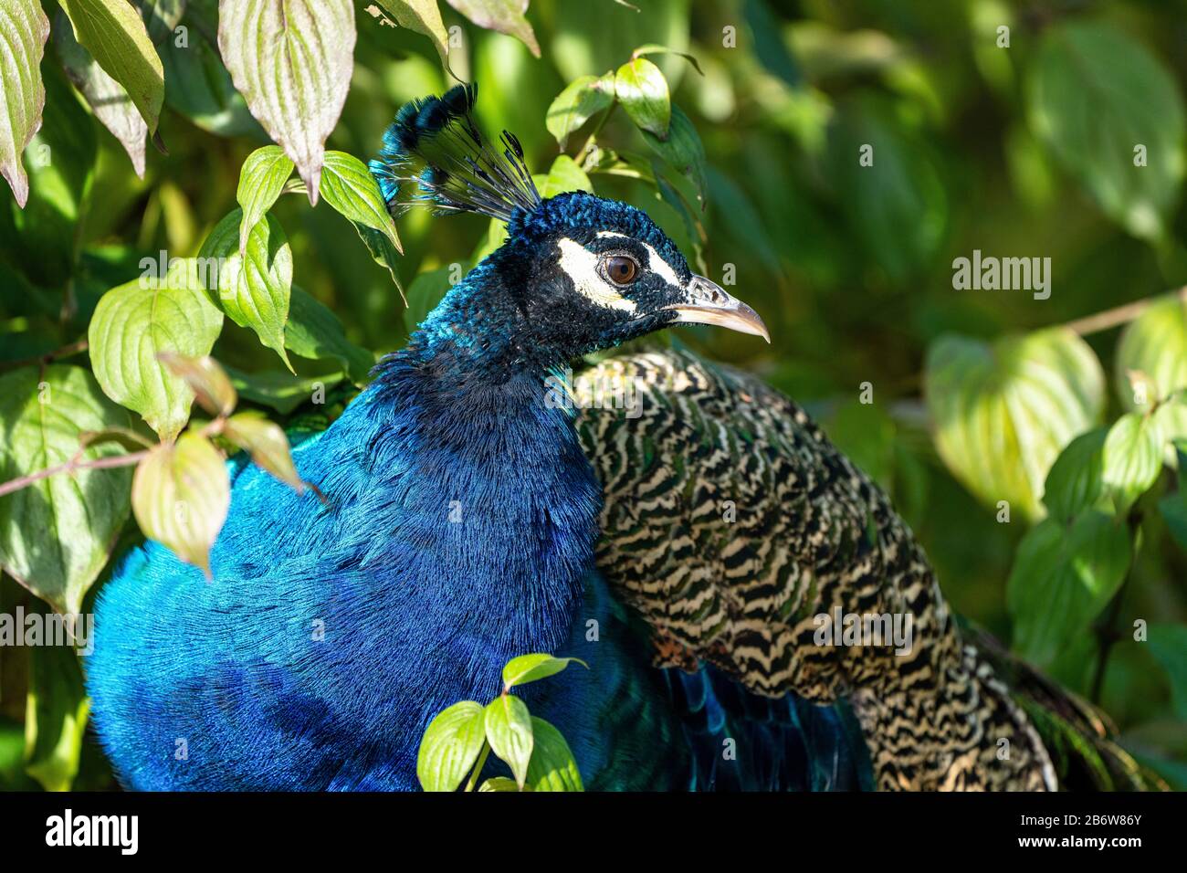 Les paons indiens ou des paons bleu Pavo cristatus, est un grand et d'oiseaux aux couleurs vives, est une espèce indigène de paons de l'Asie du Sud, mais a introduit Banque D'Images