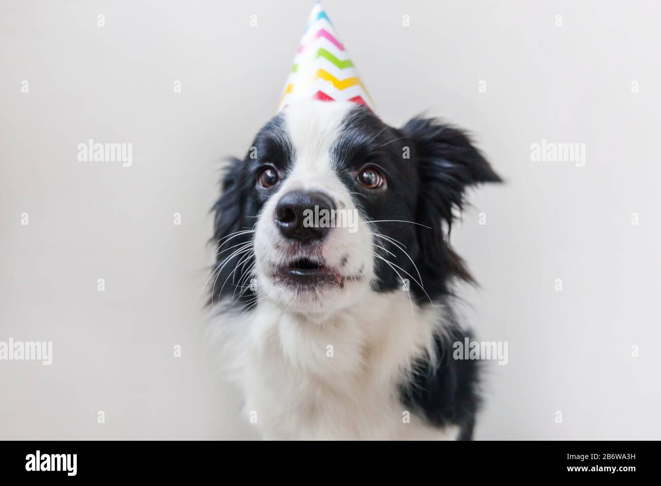 Portrait Drole De Mignonne Bouee Chiot Bordure De Chien Collie Portant Anniversaire Solly Chapeau Regardant L Appareil Photo Isole Sur Fond Blanc Joyeux Anniversaire Animaux De Compagnie Droles Vie Photo Stock Alamy