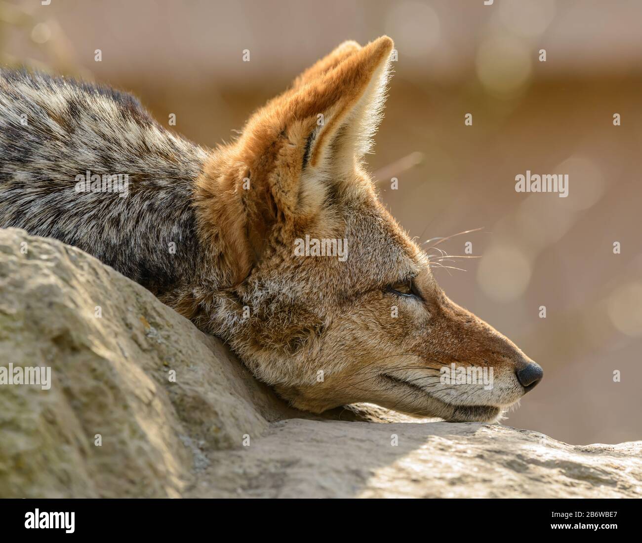Portrait latéral du chacal à dos noir (Canis mesomelas) posé sur les oreilles de roche vers l'avant dans le zoo Banque D'Images