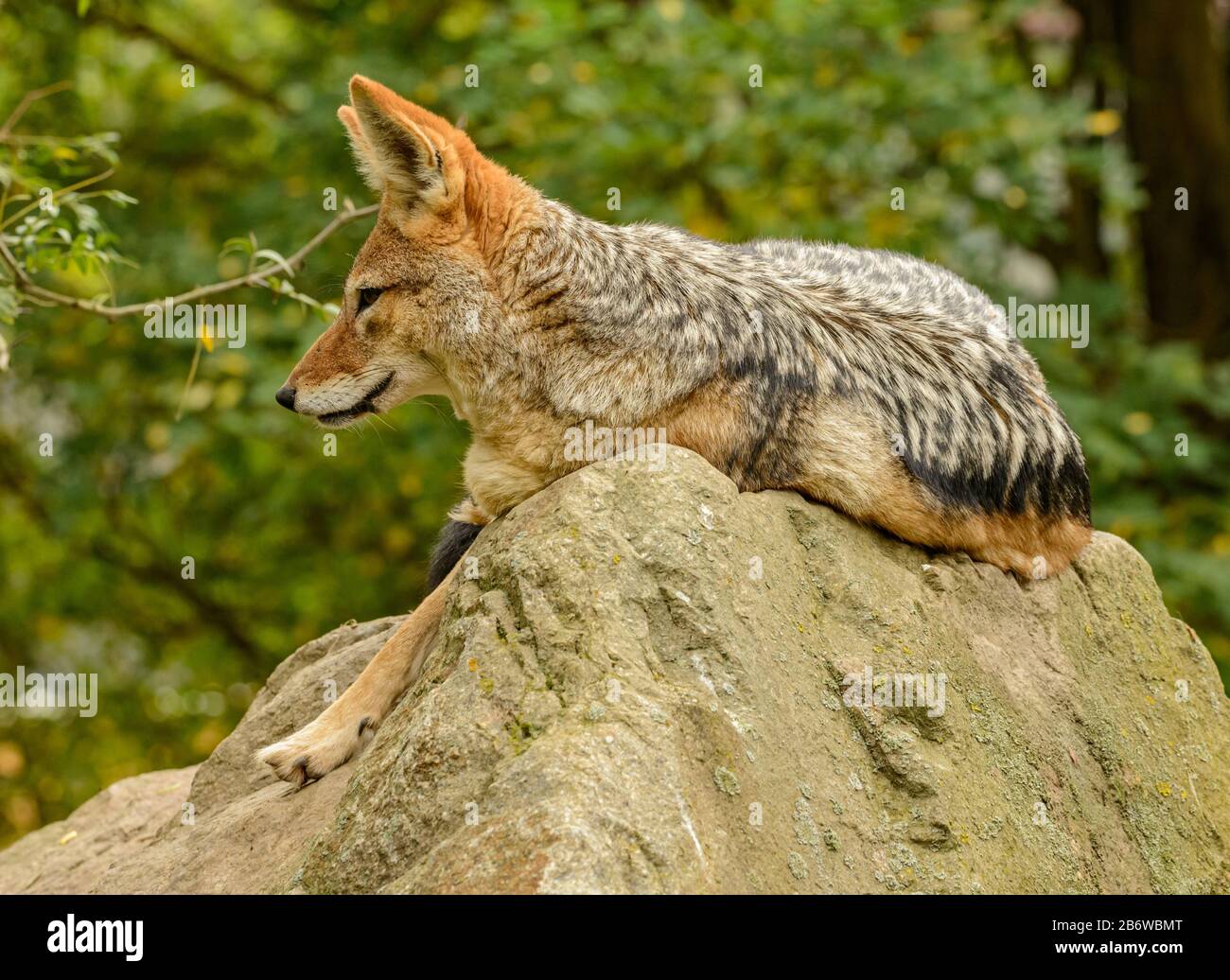 Le chacal à dos noir (Canis mesomelas) posé sur le rocher, zoo Banque D'Images