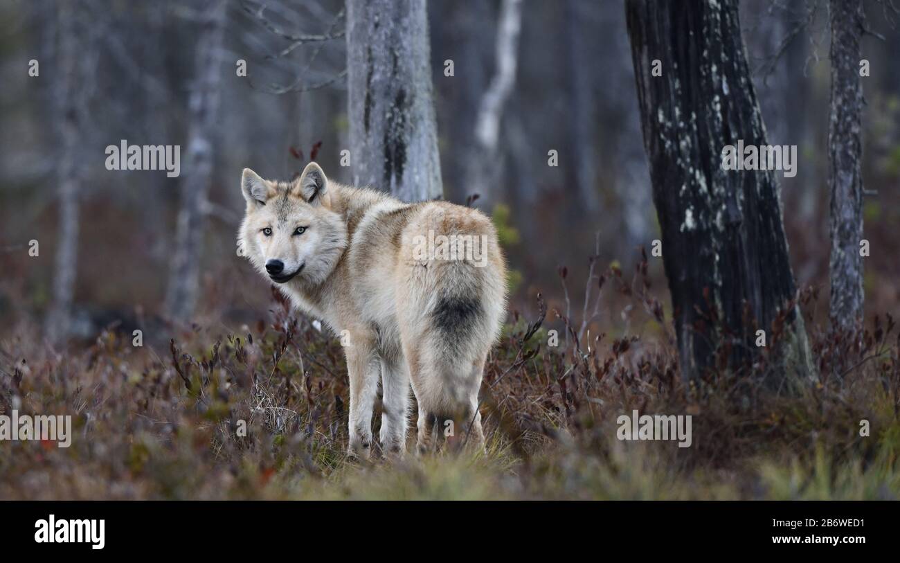 Loup eurasien, également connu sous le nom de loup gris ou gris, également connu sous le nom de loup de bois. Forêt d'automne. Nom scientifique: Canis lupus lupus. Habitat naturel. Banque D'Images