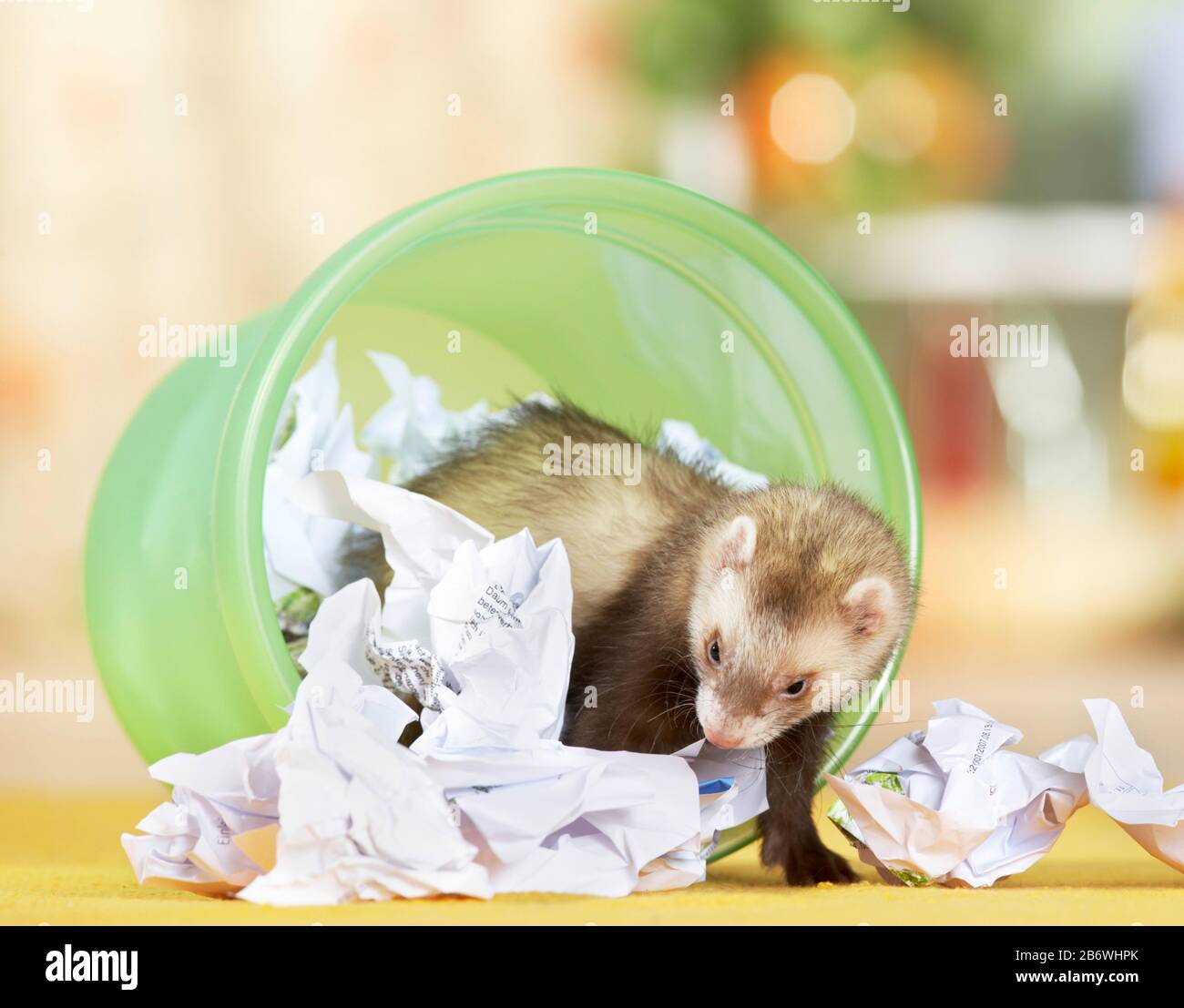 Ferret (Mustela putorius furo) faisant des absurdités, vide le bac à papier de déchets. Allemagne . Banque D'Images