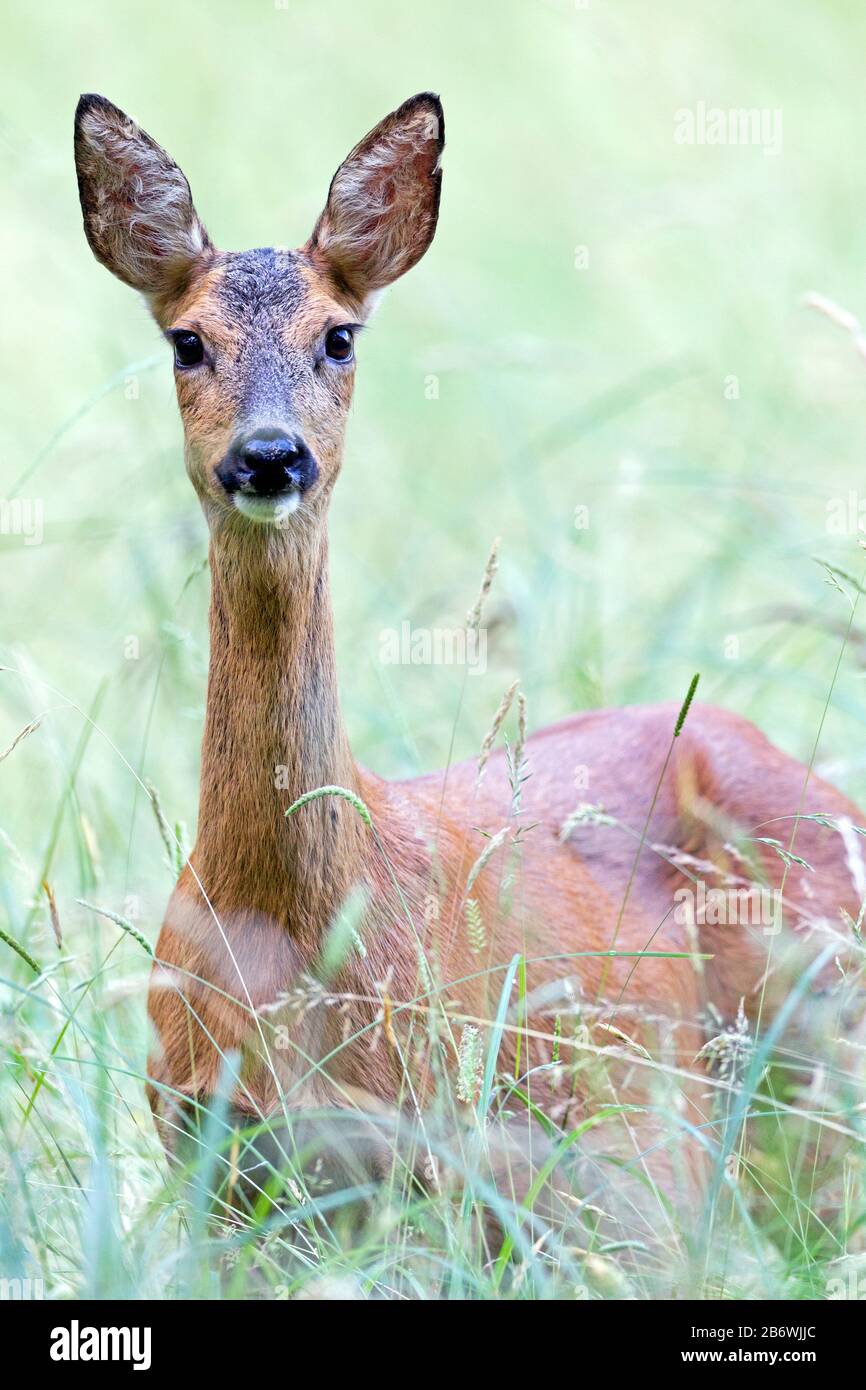 Cerf de Roe occidental (Capreolus capreolus). Portrait de doe attentif, Allemagne Banque D'Images