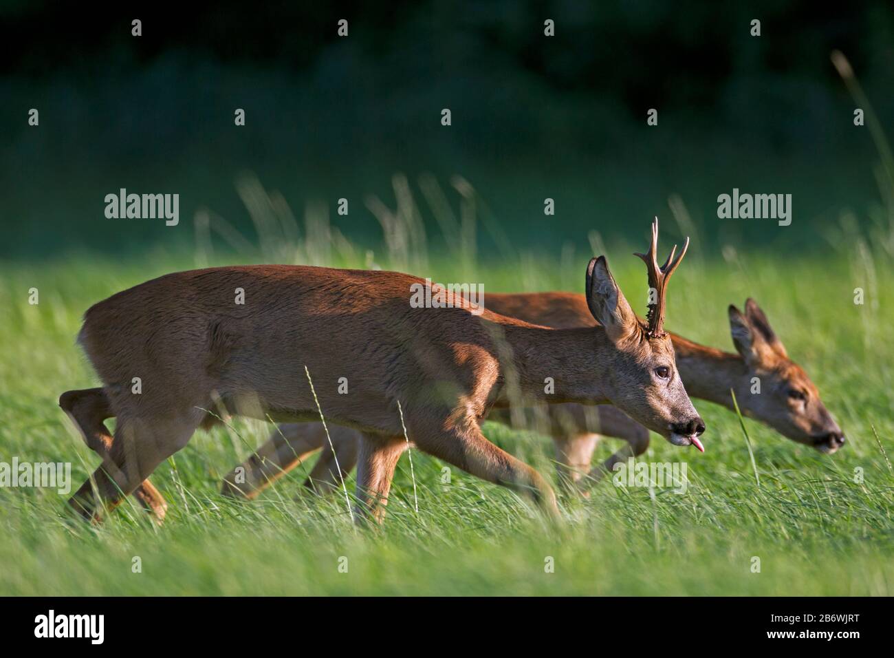 Cerf de Virginie (Capreolus capreolus). Buck suivant doe pendant la courteship. Allemagne Banque D'Images