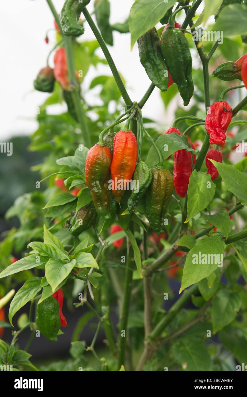piment fantôme qui pousse dans le jardin Banque D'Images