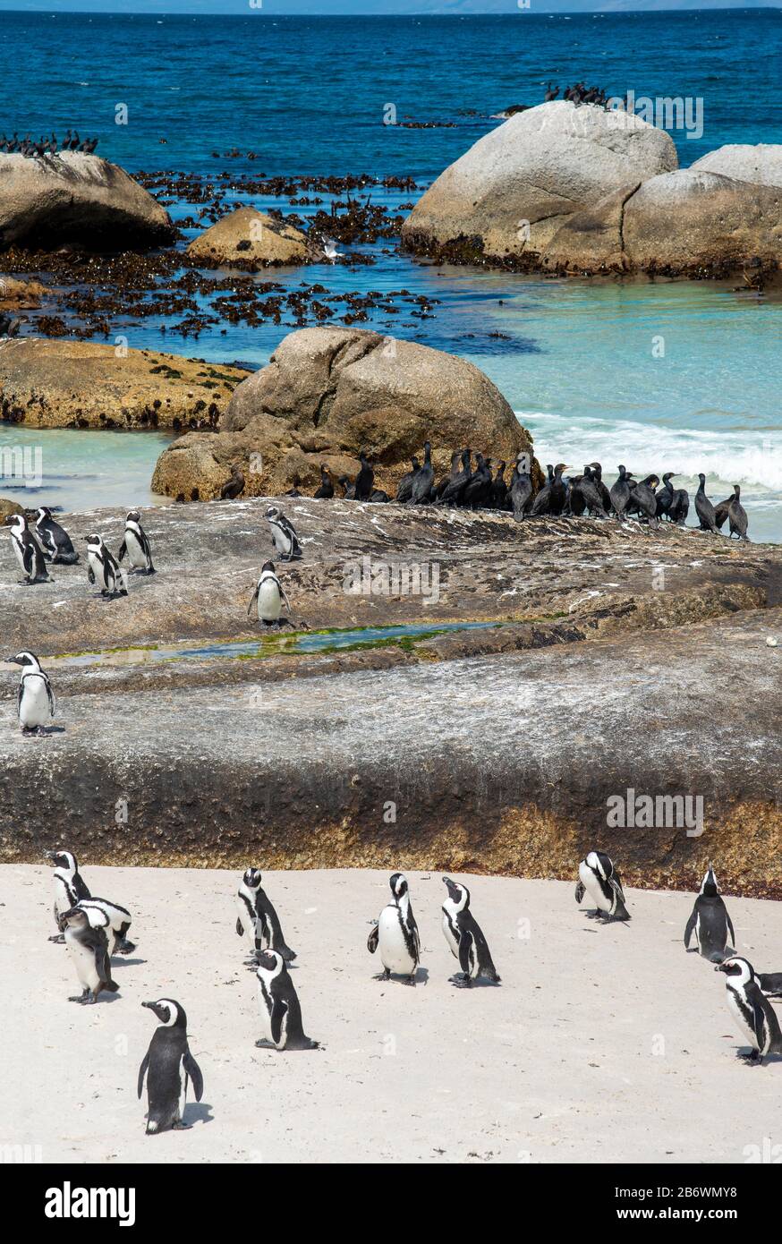 Colonie africaine de pingouins (Spheniscus demersus) sur la plage de Boulders, la ville de Simon, le Cap, la péninsule du Cap, Afrique du Sud Banque D'Images