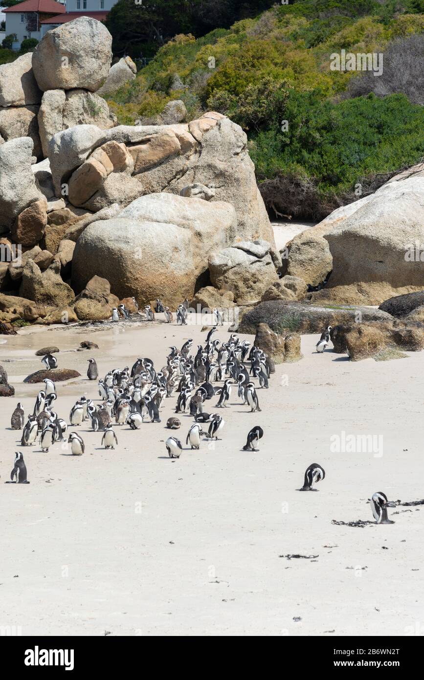 Colonie africaine de pingouins (Spheniscus demersus) sur la plage de Boulders, la ville de Simon, le Cap, la péninsule du Cap, Afrique du Sud Banque D'Images