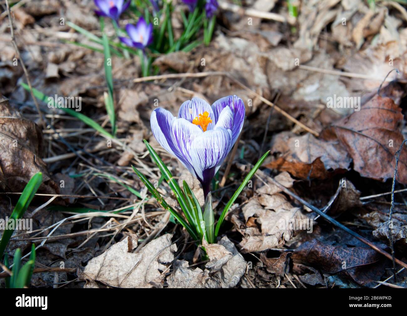 Magnifique crocus printanier, crocuses géantes. Fleurs violettes. Primroses. Début du printemps. Banque D'Images