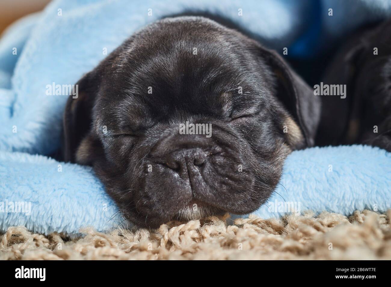 Bulldog français. Deux chiots dormant dans une couverture bleu clair. Allemagne Banque D'Images