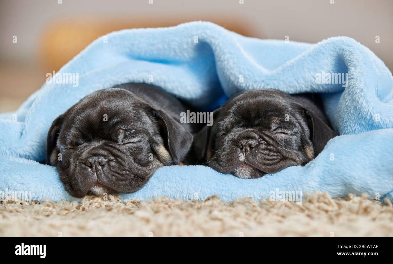 Bulldog français. Deux chiots dormant dans une couverture bleu clair. Allemagne Banque D'Images