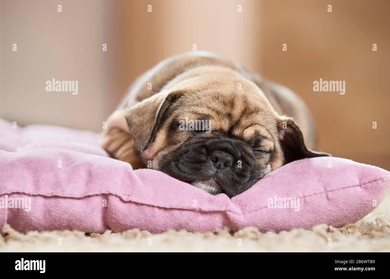 Bulldog français. Chiot dormant sur un lit d'animal de compagnie. Allemagne Banque D'Images