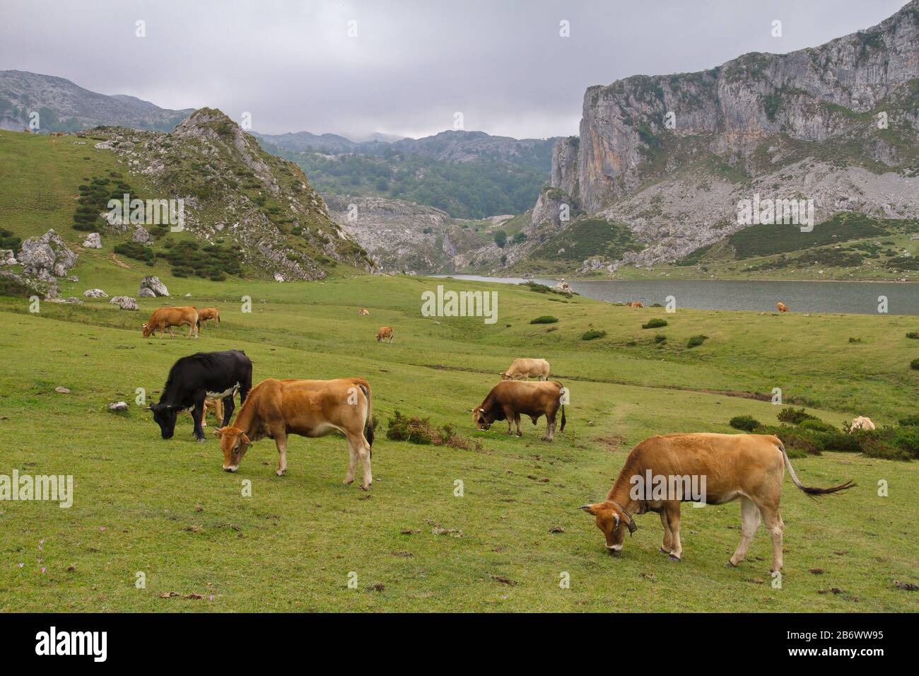 Cangas De Onis, Asturies/Espagne ; 05 Août 2015. Vaches dans les lacs de Covadonga dans le parc national de Picos de Europa. Banque D'Images