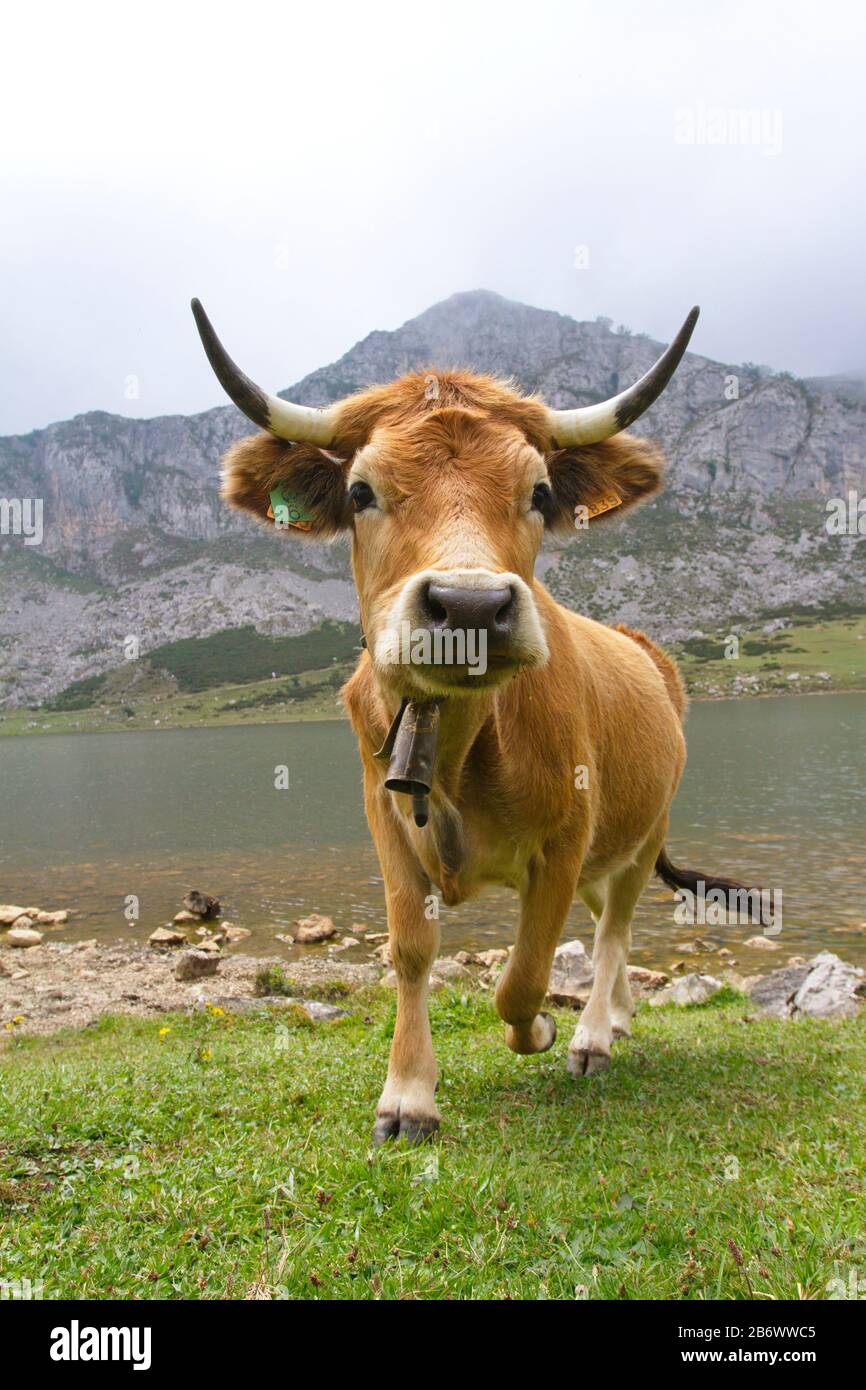 Cangas De Onis, Asturies/Espagne ; 05 Août 2015. Vaches dans les lacs de Covadonga dans le parc national de Picos de Europa. Banque D'Images