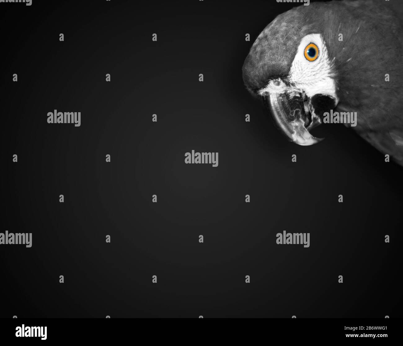 Photo monochrome du joli perroquet Ara à l'œil coloré, art animal minimaliste Banque D'Images