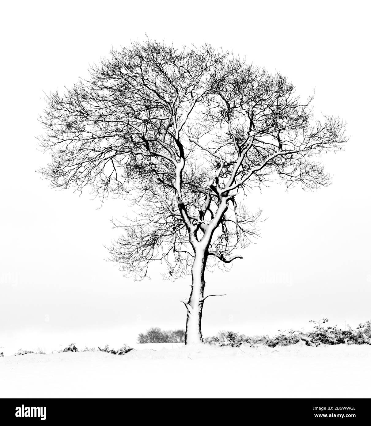 Arbre unique recouvert de neige dans le Worcestershire, Angleterre, Royaume-Uni. Banque D'Images