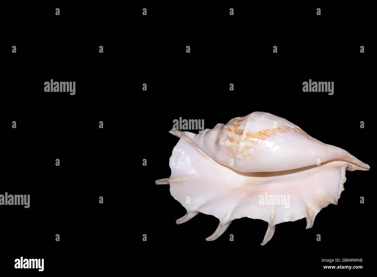 Coque de mer rose clair énorme avec un ton de perle isolé sur fond noir, style minimaliste Banque D'Images