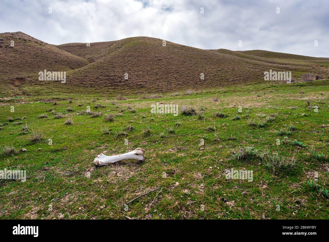 Os d'animaux rongé sur l'herbe verte Banque D'Images