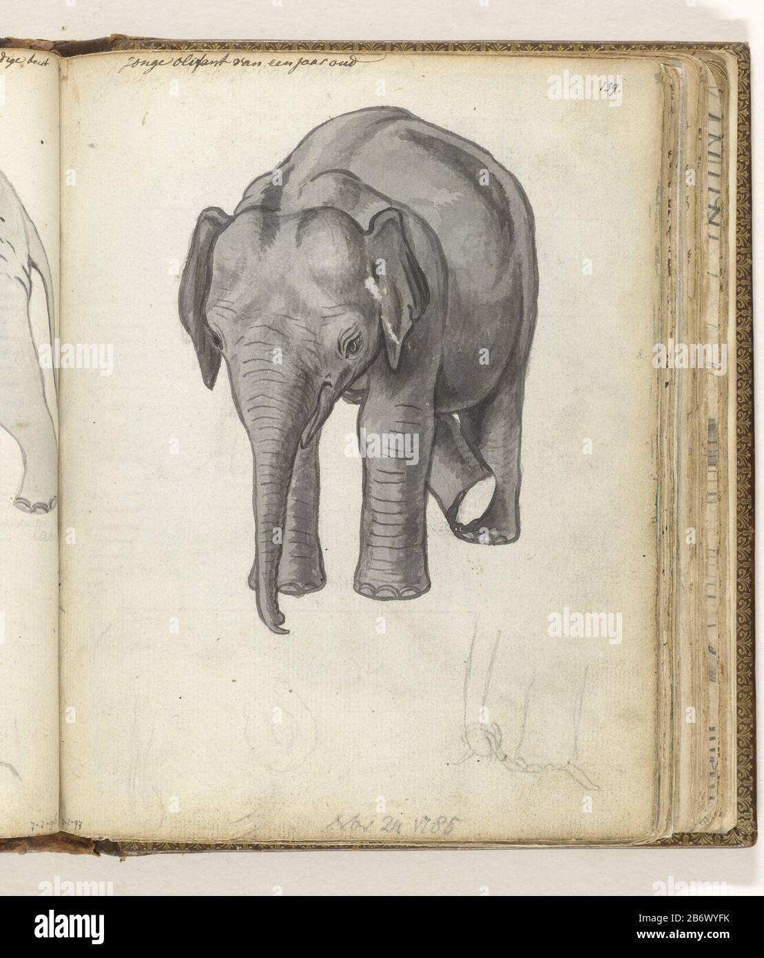 Jonge olifant dessin noir et blanc d'un éléphant d'un an et un croquis crayon de sa jambe et de son tronc. Avec inscription. Partie du livre de croquis de Jan Brandes, vol. 2 (1808), p. 139. Fabricant : artiste: Jan BrandesPlaats fabrication: Oui-Ela Dating: Nov 24 1785 Caractéristiques physiques: Pinceau en gris sur croquis en crayon matériau: Papier Pencil technique: Pinceau dimensions: H 195 mm × W 155 mm Sujet: Animaux à ressources partagées: ElephantWie: East India Company Banque D'Images