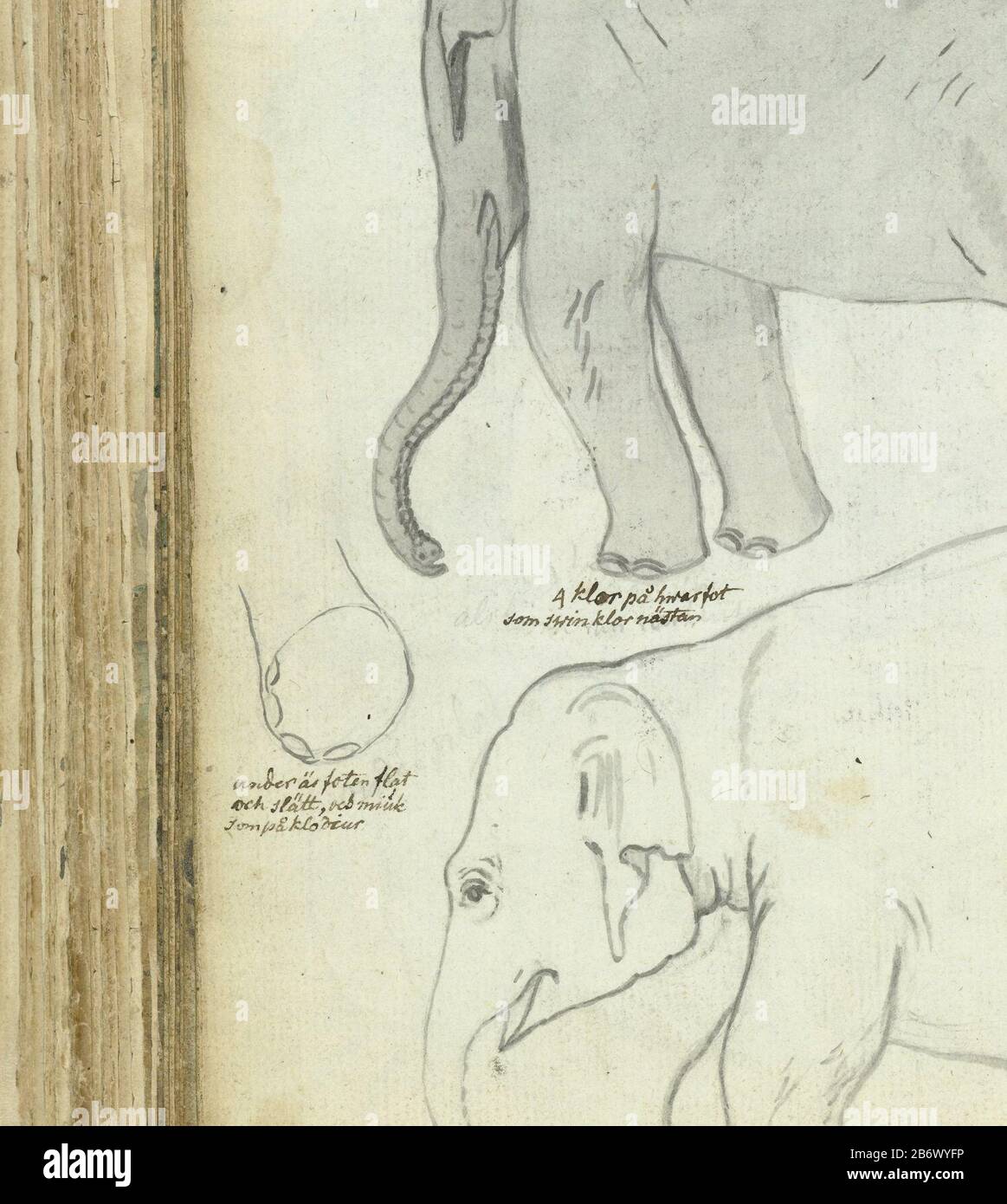 Jonge olifant dessin noir et blanc d'un éléphant d'un an et quelques croquis de pinceau de sa jambe et de son corps. Avec inscription. Partie du livre de croquis de Jan Brandes, vol. 2 (1808), p. 138. Fabricant : artiste: Jan BrandesPlaats fabrication: Oui-Ela Dating 24 Nov 1785-29 Nov 1785 Caractéristiques physiques: Pinceau en gris sur croquis en crayon matériau: Papier Pencil technique: Pinceau dimensions: H 195 mm × W 155 mm Sujet: Animaux à ressources partagées: ElephantWie: East India Company Banque D'Images