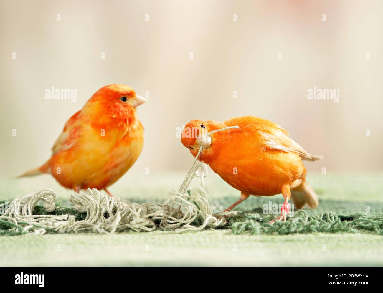 Canari domestique. Un oiseau rouge recueille les franges de tapis comme matériau de nidification. Allemagne. Banque D'Images