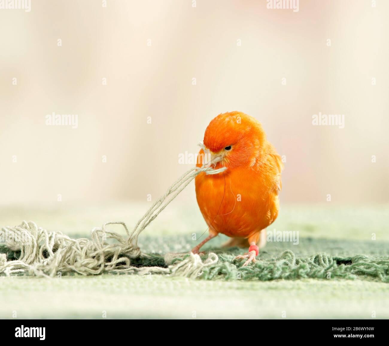 Canari domestique. Un oiseau rouge recueille les franges de tapis comme matériau de nidification. Allemagne. Banque D'Images