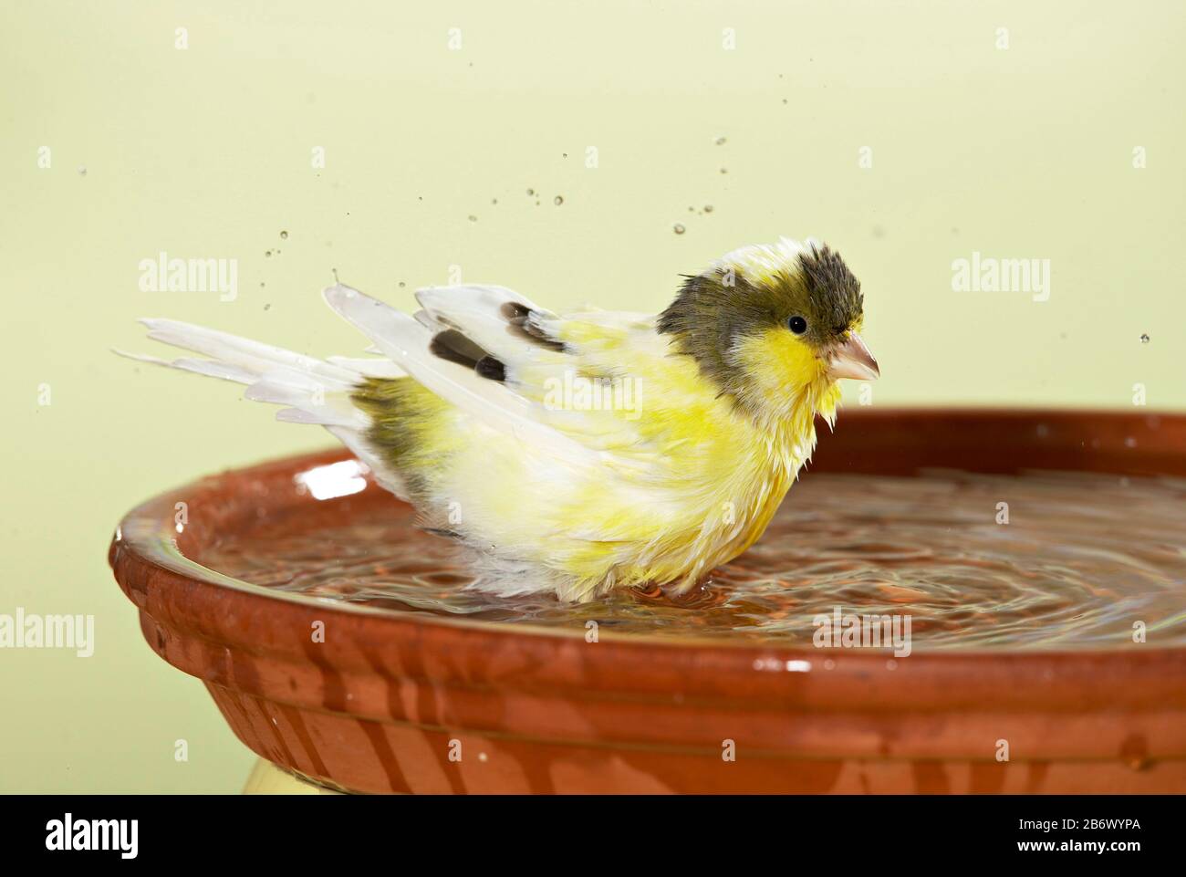 Canari domestique. Baignade d'oiseaux jaunes et bruns dans un bol d'eau. Allemagne Banque D'Images
