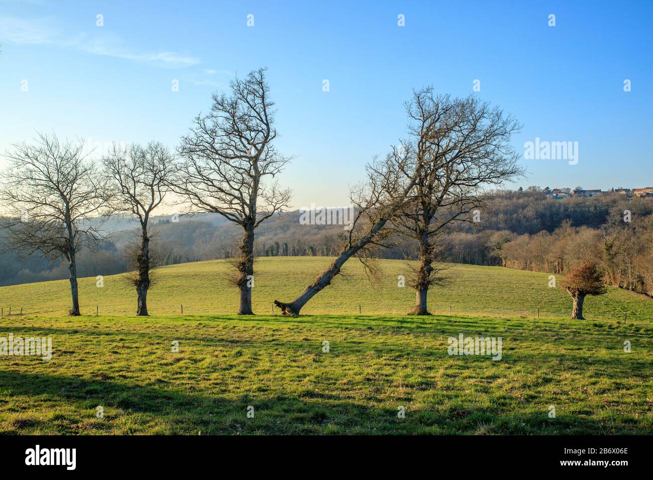 France, Creuse, Vallée de Creuse, Fresselines, chêne déraciné // France, vallée de la Creuse, Creuse (23), Fresselines, chêne déraciné Banque D'Images