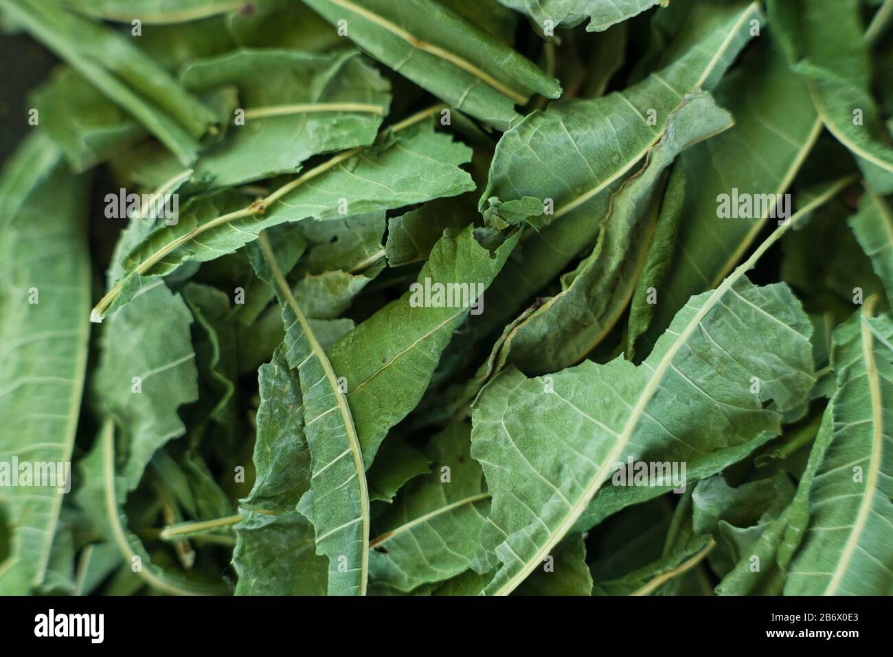 Gros plan - collection de feuilles de thé vert séchées . Banque D'Images