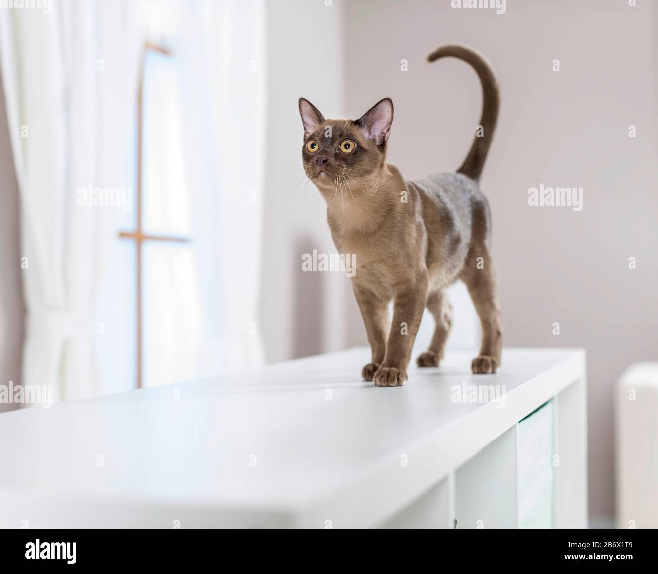 Chat birman. Marche pour mineurs sur une étagère. Allemagne . Banque D'Images