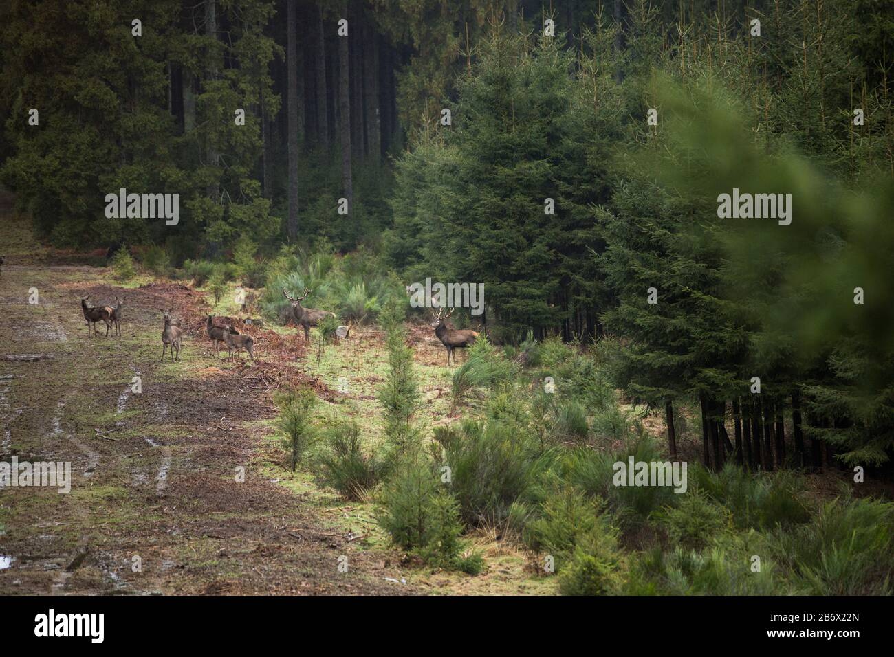 Hommage du cerf dans le repos vert en Belgique Banque D'Images