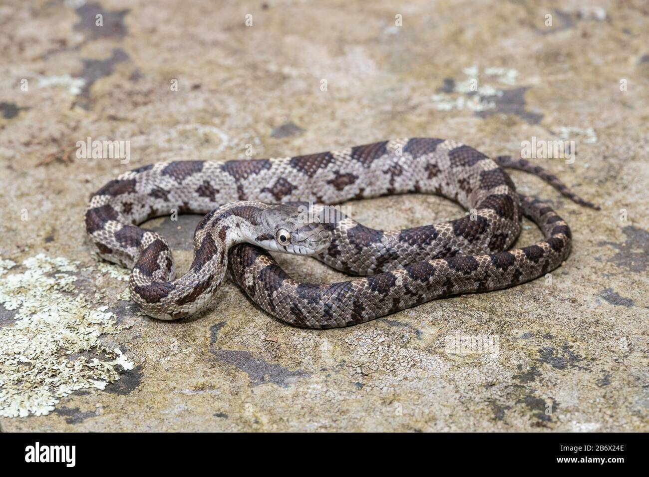 Serpent de rat juvénile de l'est - Pantherophis alleghaniensis Banque D'Images
