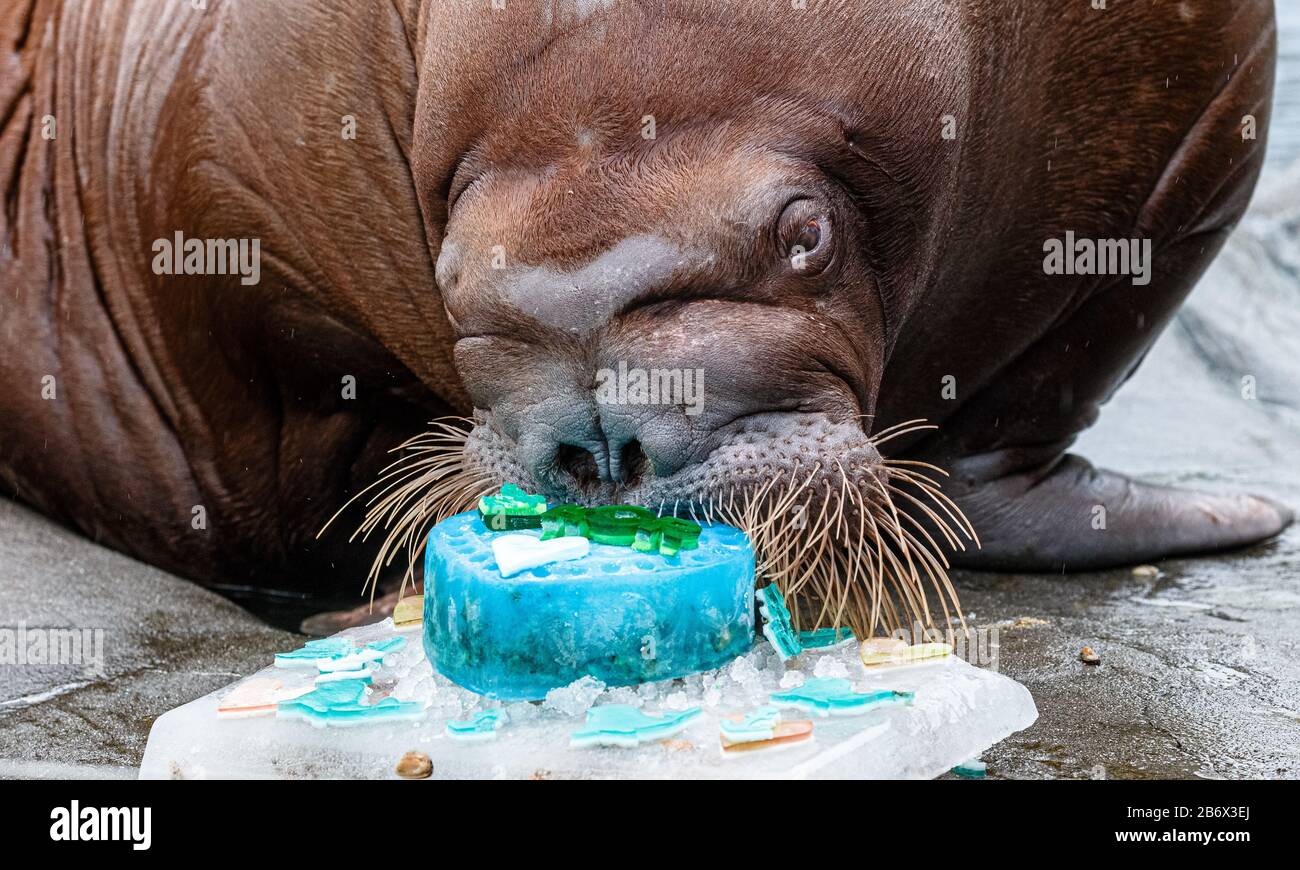 Hambourg Allemagne 12 Mars Le Morse Thor Verifie Un Gateau D Adieu Fait De Poisson De Moules Et De Creme Glacee Que Ses Gardiens Lui Ont Donne Le Taureau De Morse Ne Hambourg Allemagne 12 Mars Le Morse Thor Verifie Un Gateau D Adieu Fait De Poisson De Moules Et De Creme Glacee Que Ses Gardiens Lui Ont Donne Le Taureau De Morse Ne