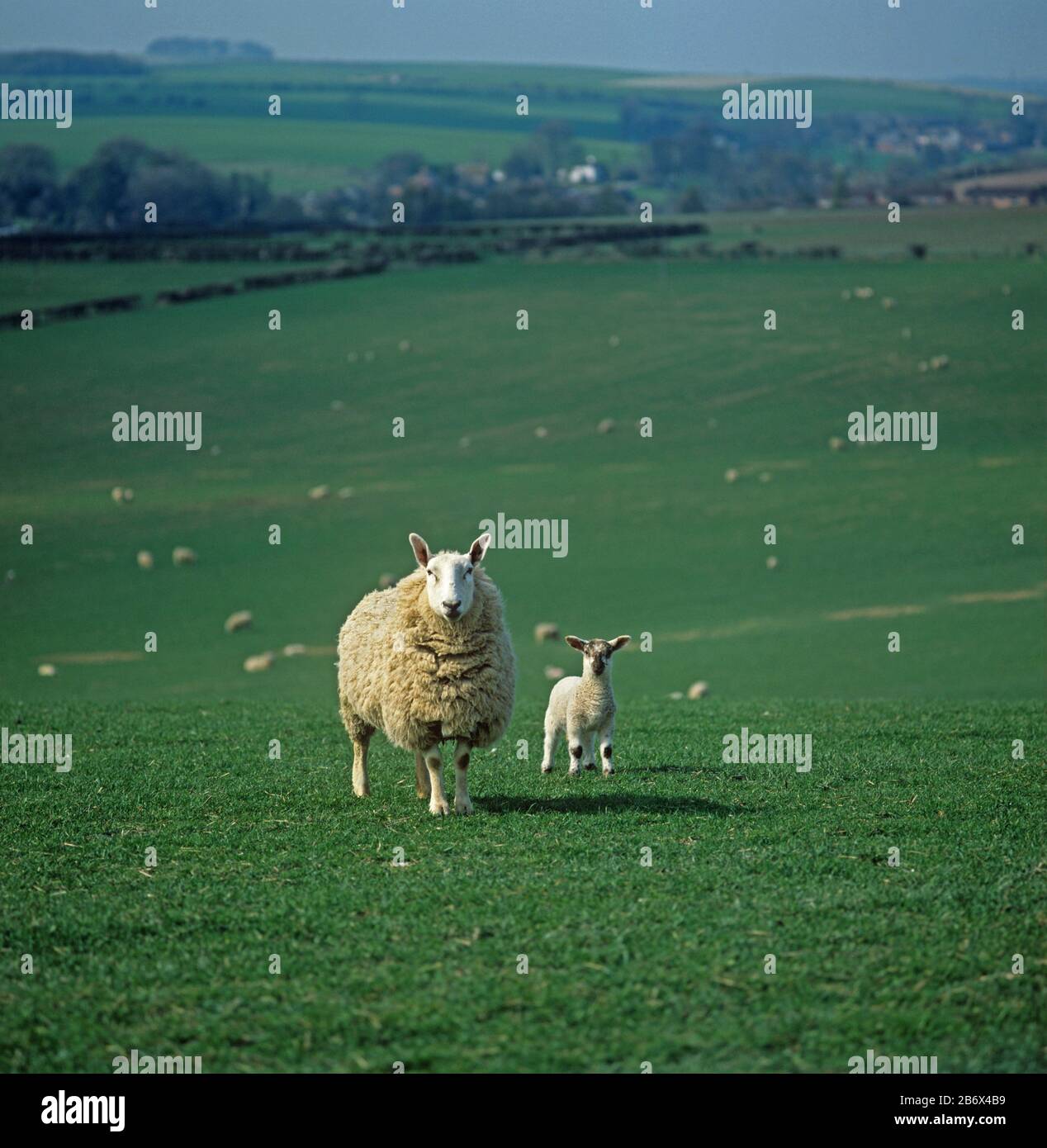 Border le mouton Leicester ewe avec un seul agneau de mule sur un grand pâturage en sous-sol avec le troupeau derrière, Wiltshire Banque D'Images