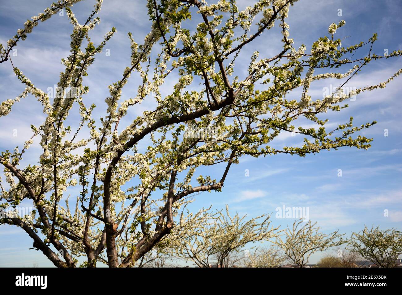 arbres en fleurs au printemps Banque D'Images