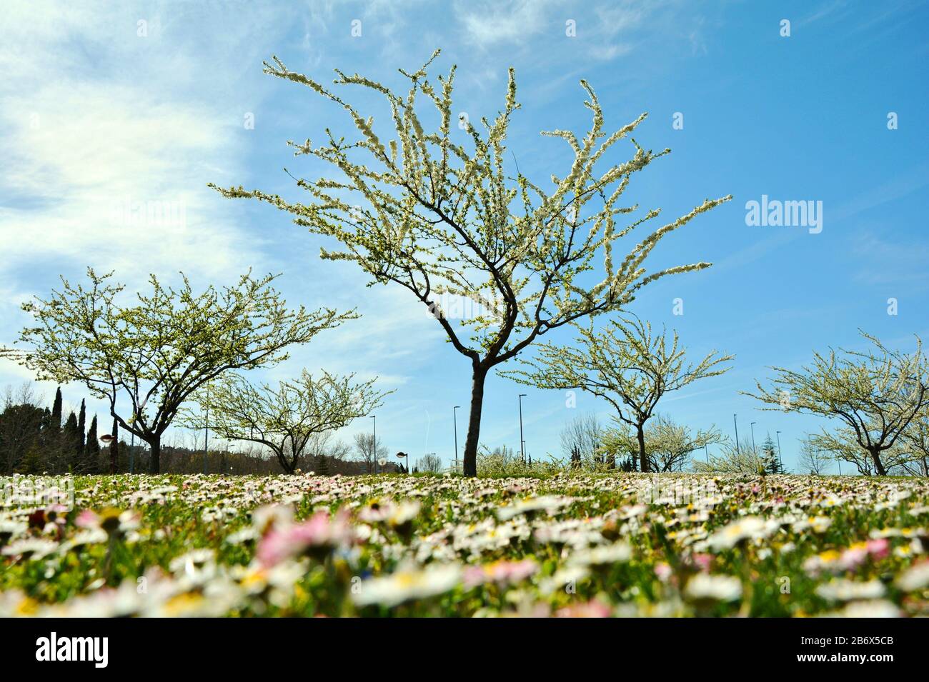 arbres en fleurs au printemps Banque D'Images